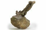 Sauropod (Camarasaurus) Caudal Vertebra - Wyoming #305154-7